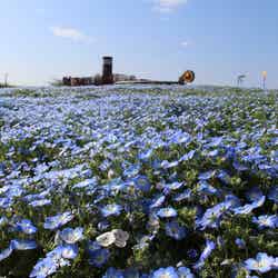 ネモフィラの海に感動！横須賀「ソレイユの丘」で満開に、海や空と溶け合う青の世界／画像提供：ソレイユの丘