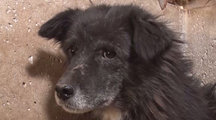 「嗚呼!!みんなの動物園」より(C)日本テレビ