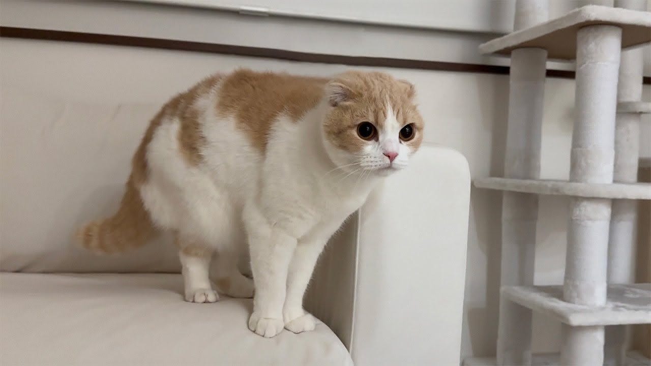 “何か”が見えてしまった？突然なにかにおびえだした猫が・・・