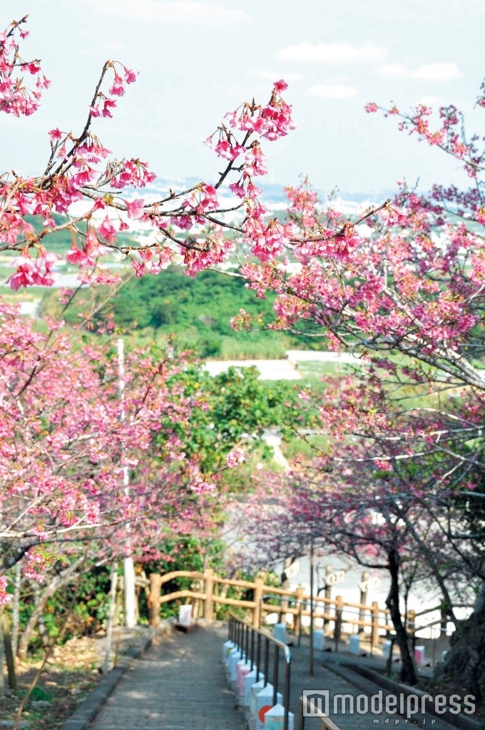 沖縄県島南部の桜の名所・八重瀬公園／画像提供：八重瀬町 企画財政課