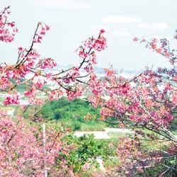 沖縄県島南部の桜の名所・八重瀬公園／画像提供：八重瀬町 企画財政課
