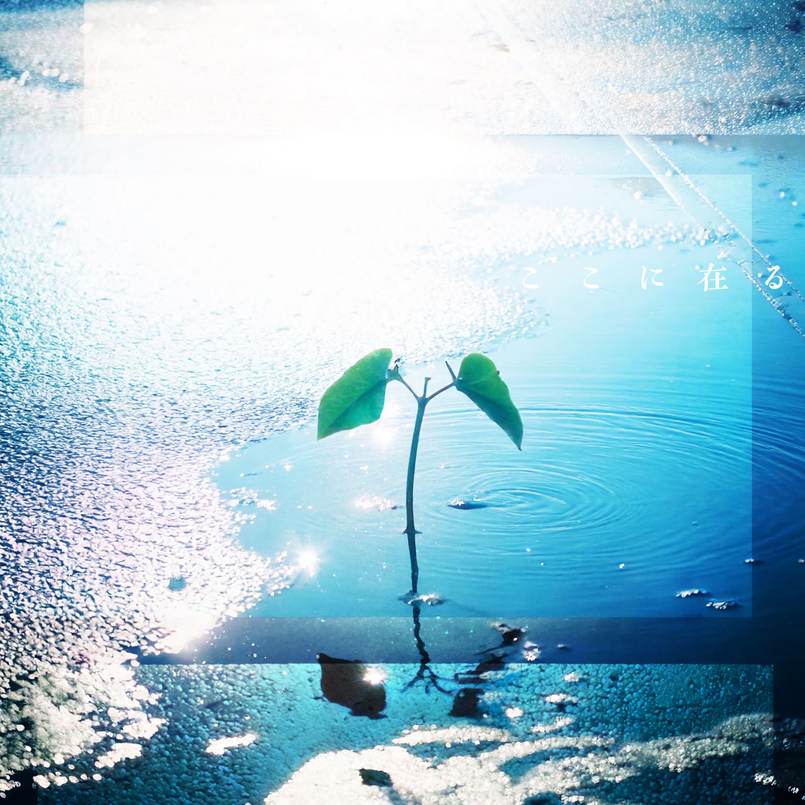 ソナーポケット（提供写真）