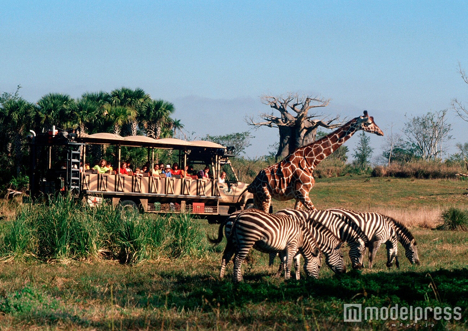 キリマンジャロ・サファリ（C）Disney