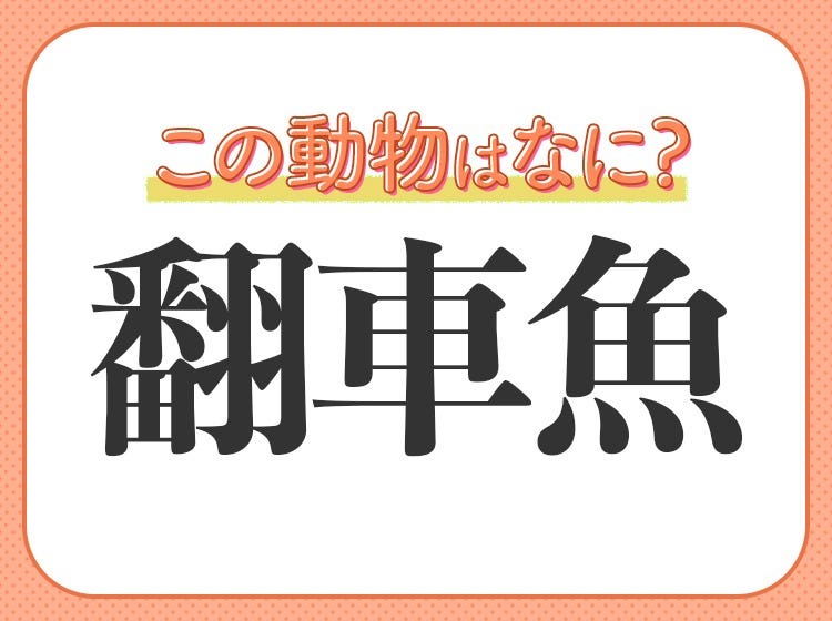 翻車魚 はなんて読む 誰もが知っているあの癒し系の魚の名前 モデルプレス