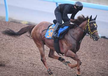 【アイビスSD】クムシラコ 再度激走なるか 前走初ブリンカーで変身 「前走の競馬が直線競馬で生きる」