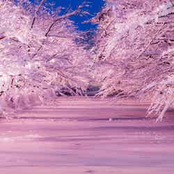 冬に咲くさくらライトアップ／画像提供：米山竜一