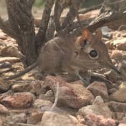 小さなゾウの仲間 ハネジネズミ アフリカで50年ぶりに再発見 モデルプレス
