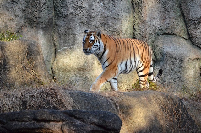 20121209_150842_hamazooTKN_01 by tsukunepapa