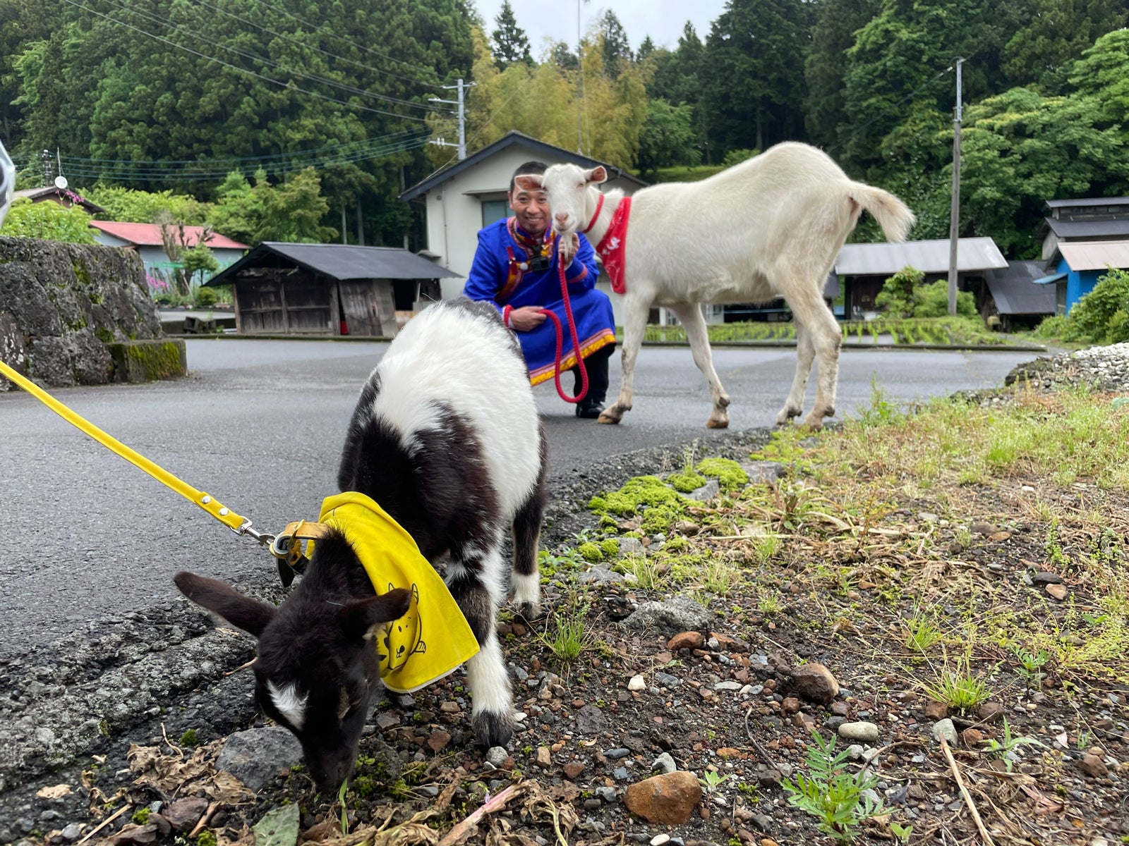 赤ちゃんヤギ、大悟、ポポ（C）テレビ東京