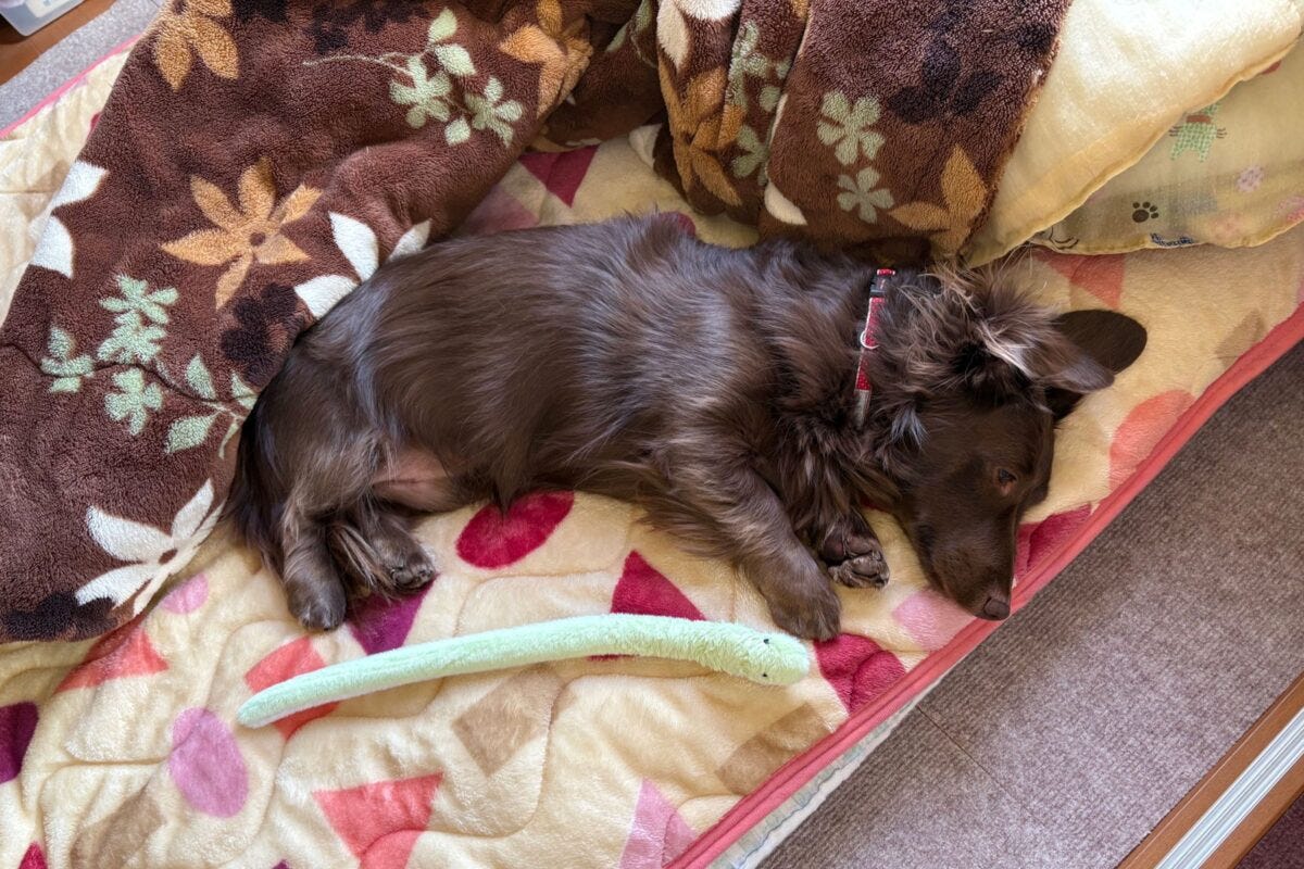 ダックスフンドのレオくん