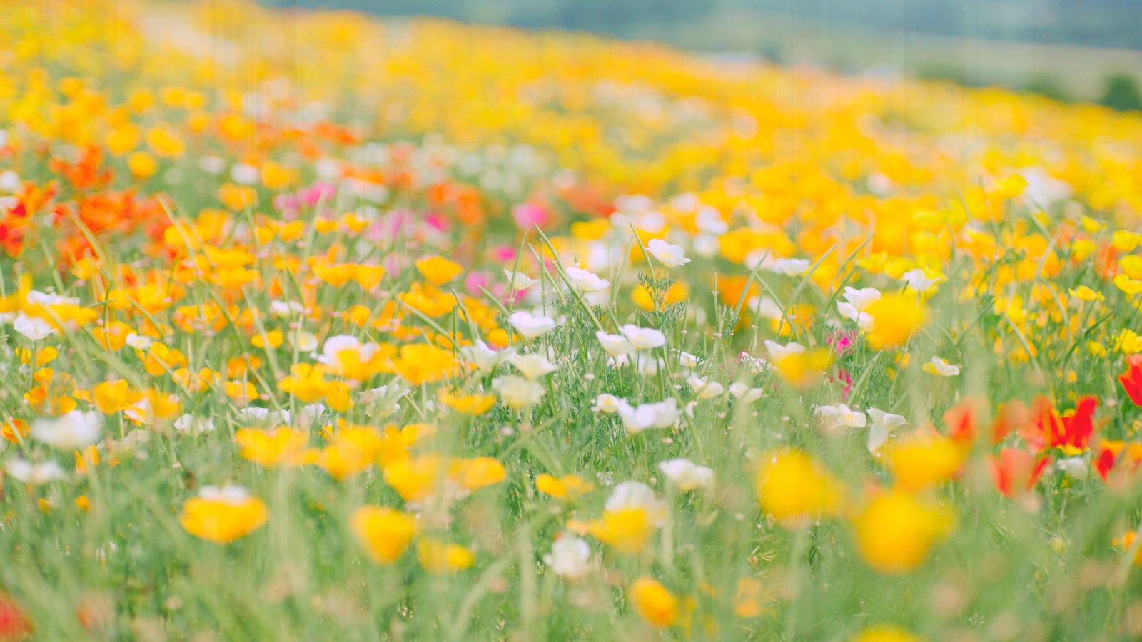 AKB48「サステナブル」MV（C）AKS／キングレコード
