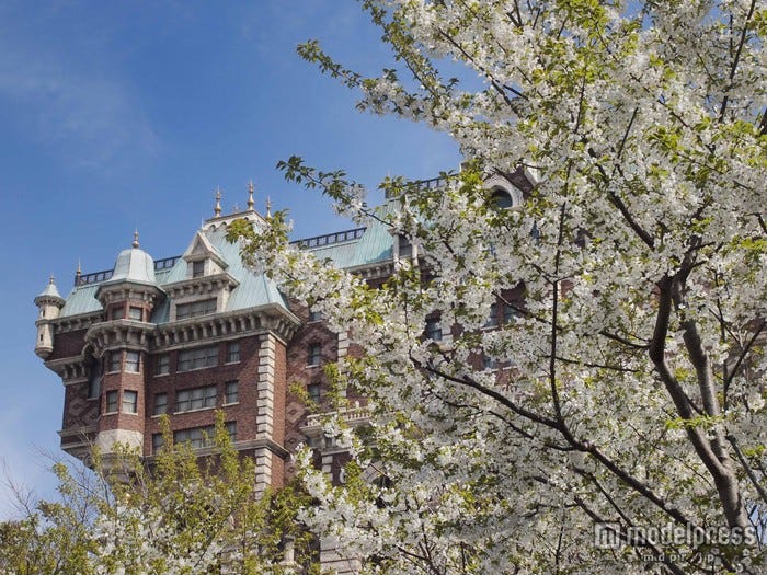 オオシマザクラ(3月下旬~4月上旬)/ディズニシー・アメリカンウォーターフロント「タワー・オブ・テラー」付近/(C)Disney