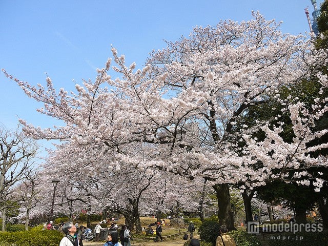 隅田公園／photo by Yoshikazu TAKADA