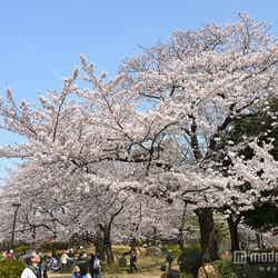 隅田公園/photo by Yoshikazu TAKADA