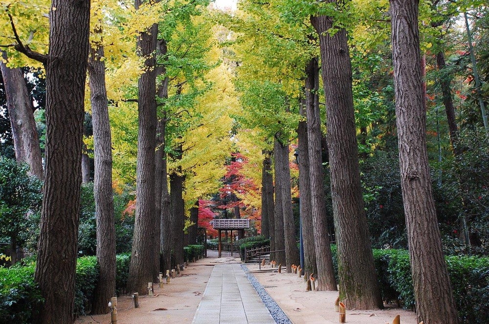 秋にはイチョウの落ち葉でこのあたり一面が黄色くなるそう（提供画像）