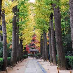 秋にはイチョウの落ち葉でこのあたり一面が黄色くなるそう(提供画像)