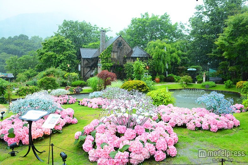 アジサイが満開を迎えた「箱根ガラスの森美術館」