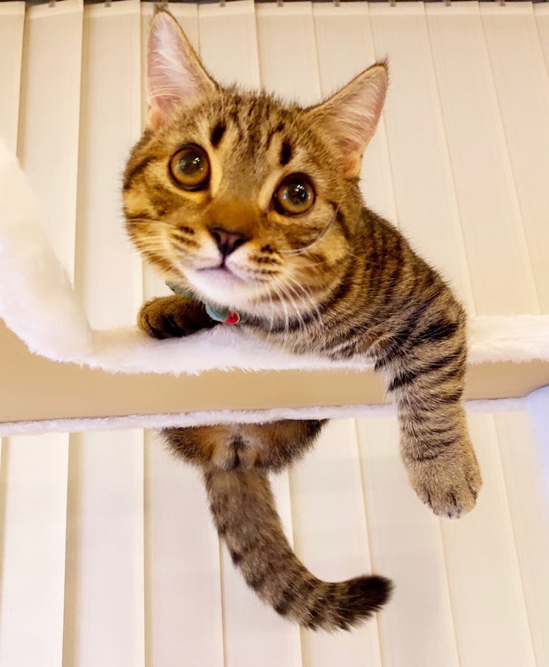 藤原紀香オフィシャルブログ（Ameba）より（提供写真）