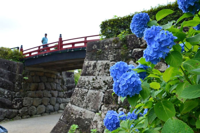 常盤木橋とあじさい／画像提供：（一社）小田原市観光協会