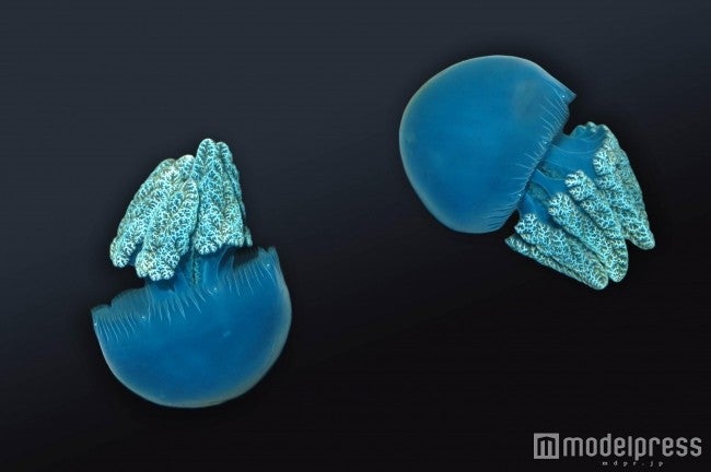 ブルージェリー／画像提供：サンシャインシティ