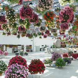 HANA・BIYORI/画像提供:よみうりランド