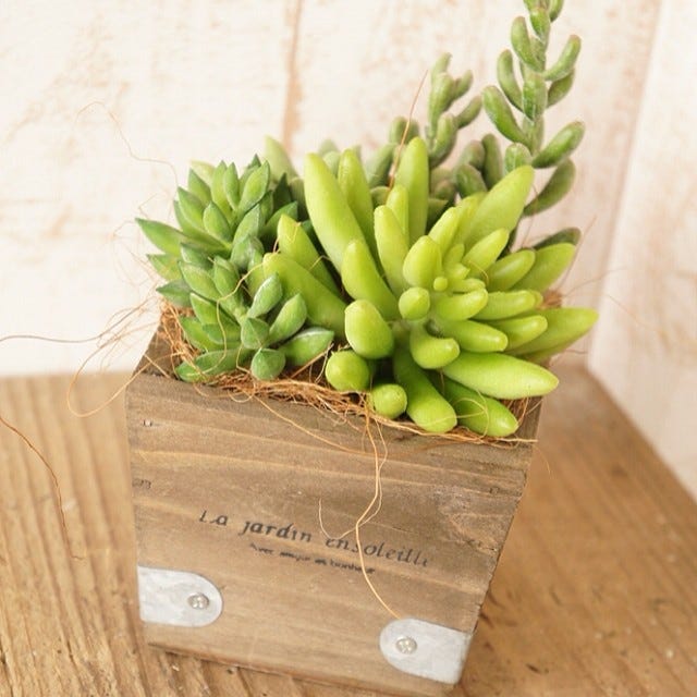 大人がハマる多肉植物 参考にしたいおしゃれな飾り方 モデルプレス