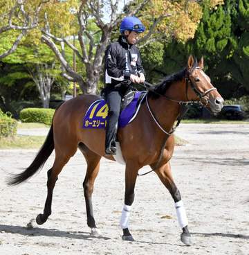 【天皇賞】ホーエリート 73年ぶり牝馬V狙う 前走5着も確かな手応えに師が自信満々 戸崎圭も状態に太鼓判「ここまで成長してるとは」