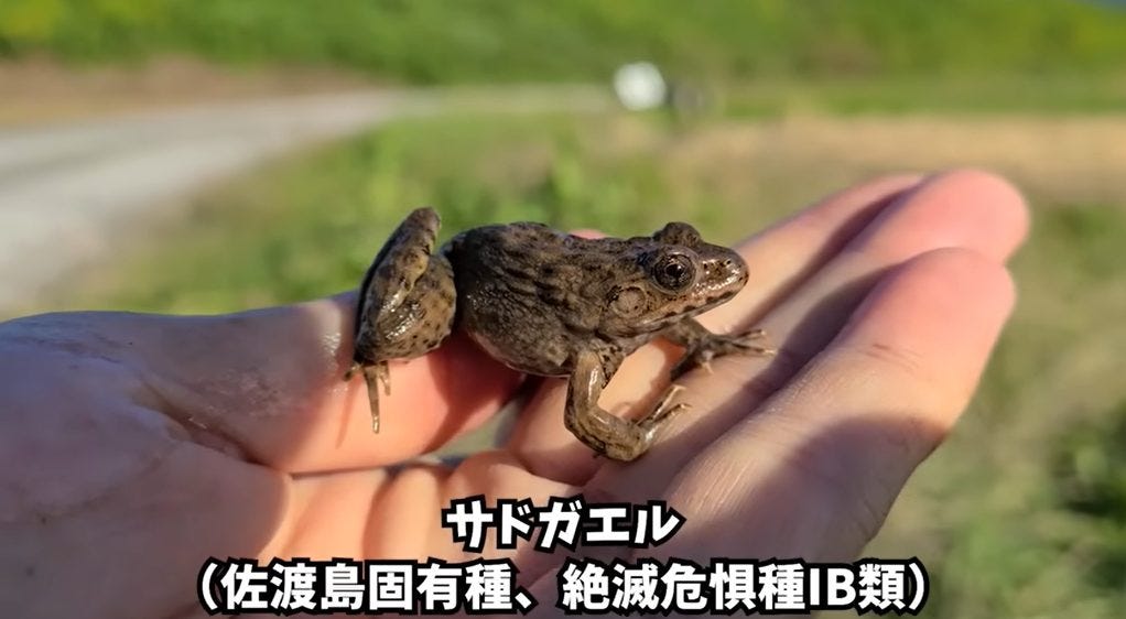 マーシーが佐渡島へ!希少な生物〇〇を守るためにウシガエルを駆逐する!?