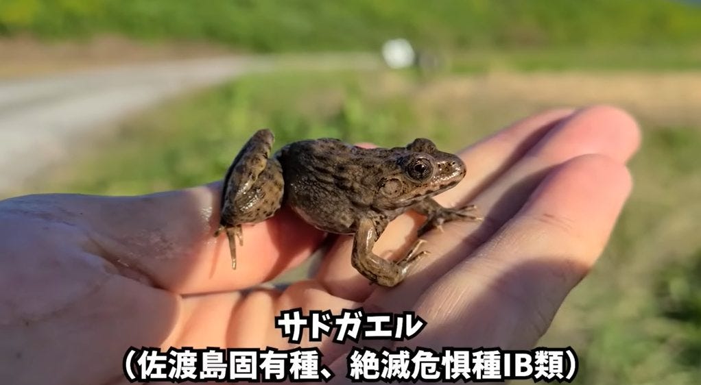 マーシーが佐渡島へ！希少な生物〇〇を守るためにウシガエルを駆逐する！？