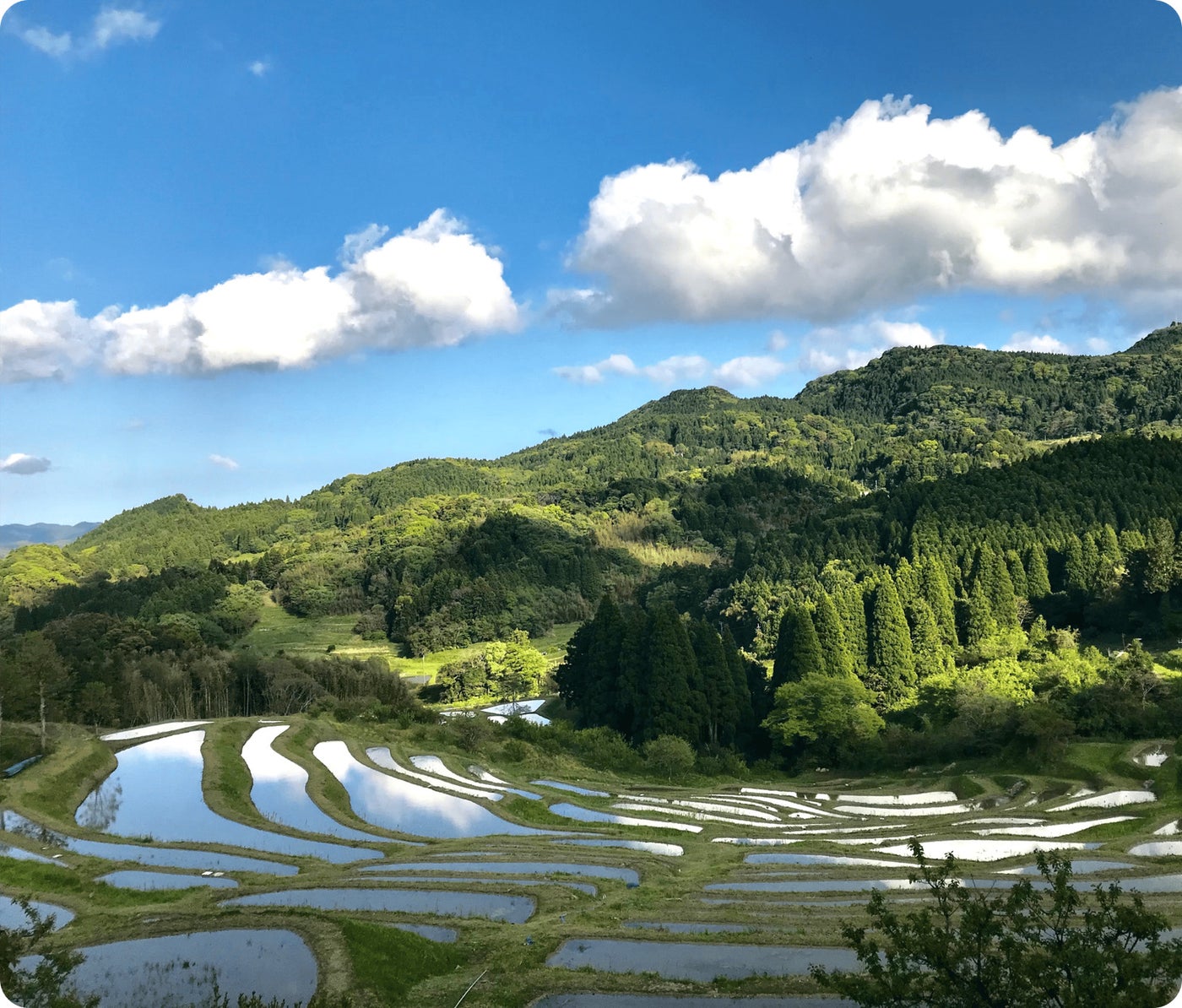鴨川の大山千枚田（提供写真）