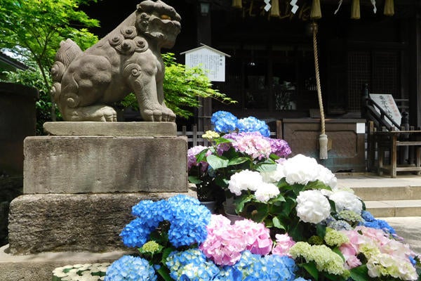 第34回 文京あじさいまつり