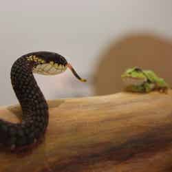 秋川雅史「木彫蛙と蛇」（提供写真）
