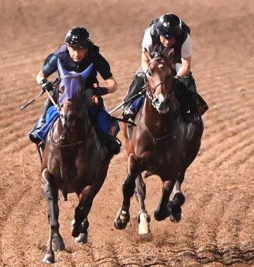 【パシフィッククラシック】フィンガーが国内最終追い 山崎助手「心身ともに良好」 海外初挑戦で輸送に警戒