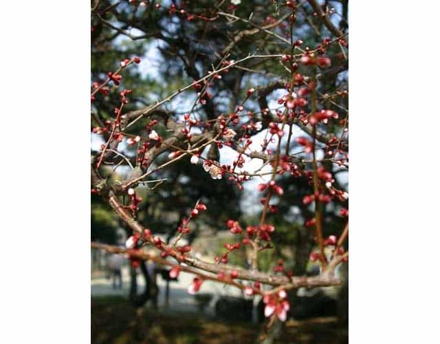 三溪園の梅は2月上旬から3月上旬まで楽しめます