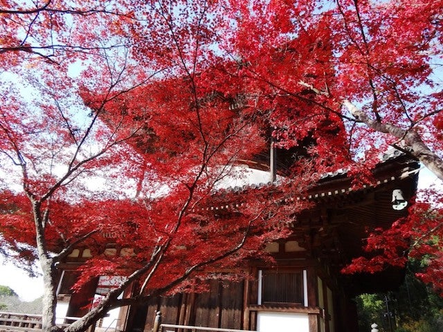 【和歌山】まもなく見頃！紅葉を眺めながらお散歩ができる「根來寺」