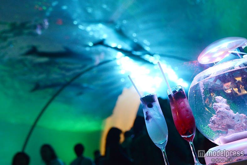 「Club D」ではイルカとともにカクテルも