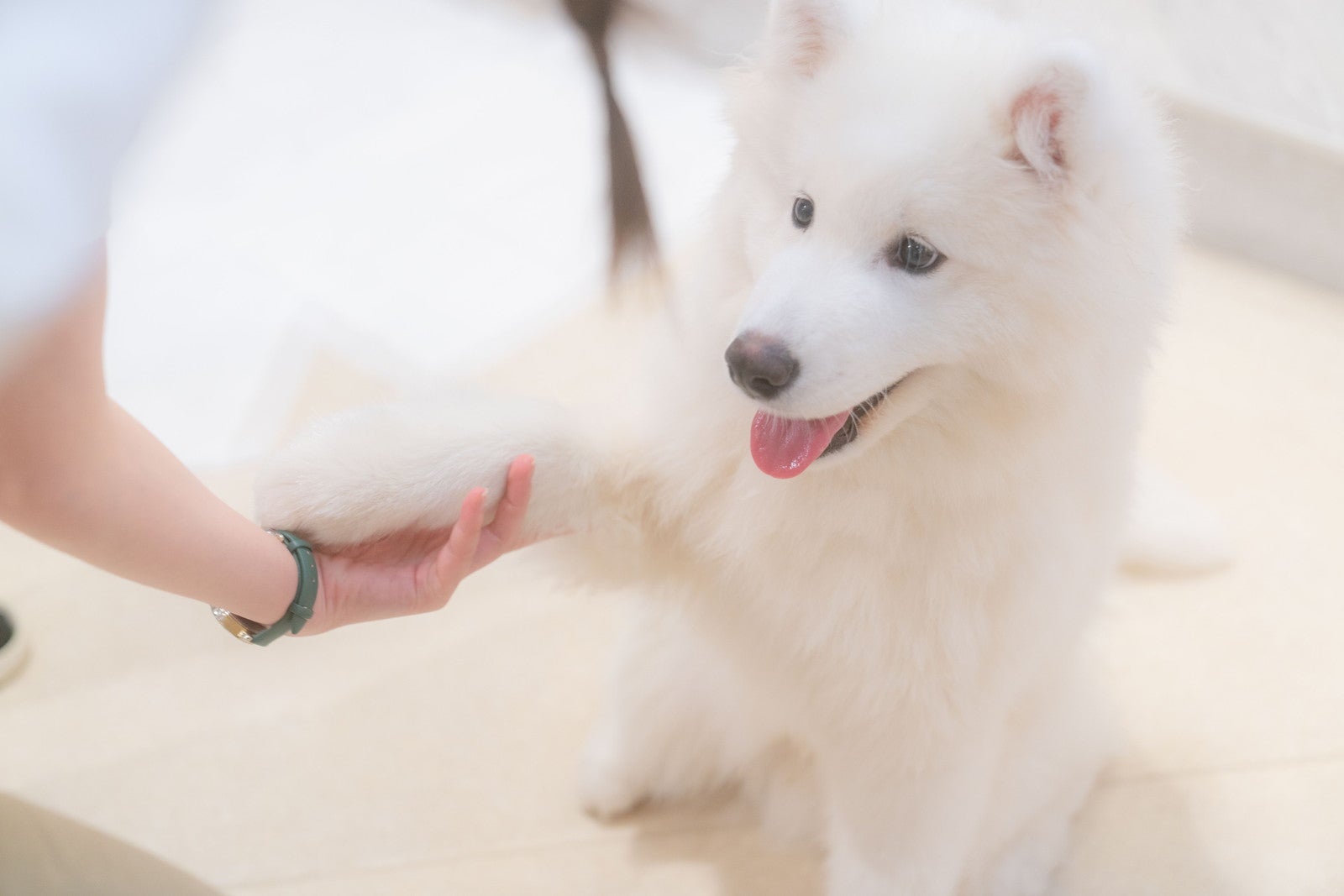 Samoyed Lounge moffu／提供画像