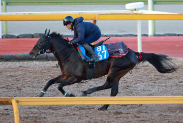 【プロキオンS】ロードクロンヌ 栗東CW最終リハで状態良さアピール 四位師「まだ強くなるよ。これが完成じゃない」