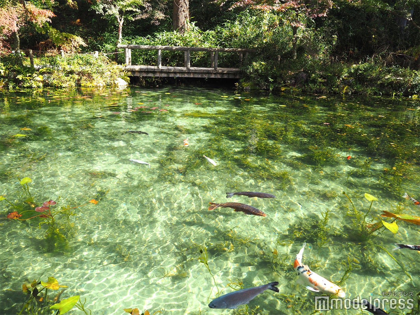モネの池（C）モデルプレス
