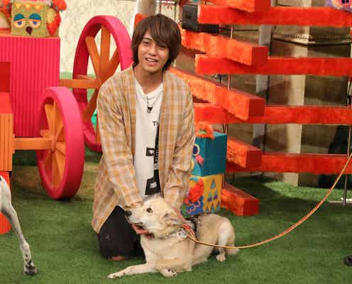 King & Princeの高橋海人、里親探しに挑戦