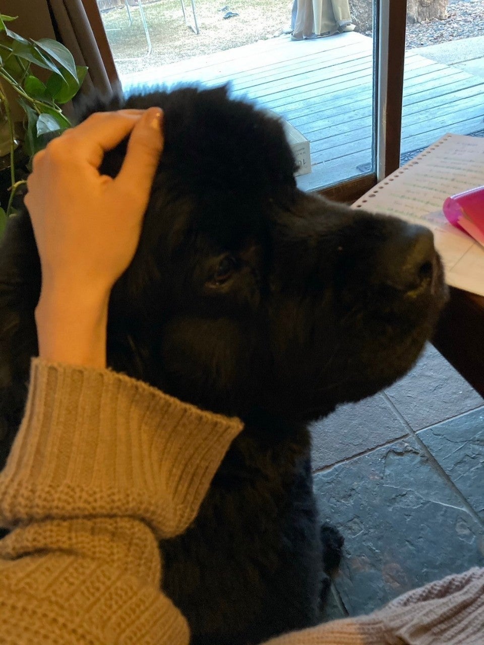 アメリカで得た愛情（提供写真）