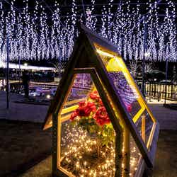 光の花の庭~Flower Fantasy~/画像提供:足利フラワーリゾート