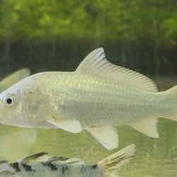 ネイキッドサクラ アクアリウム/画像提供:横浜八景島