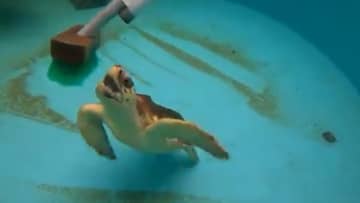 まるで 亀じゃらし 掃除ブラシを追いかけるウミガメの子どもがかわいい なぜ 飼育員に聞いた モデルプレス
