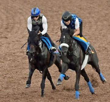 【チャレンジC】カラマティアノス 軽快走に上昇ムード 奥村武師「すごく良かった」本格化へ着々