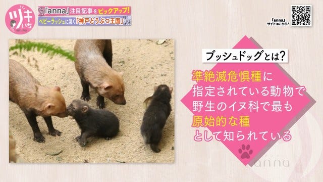 大人も子どもも癒される 人気動物園に ブッシュドッグ のかわいい赤ちゃんが誕生 女子旅プレス