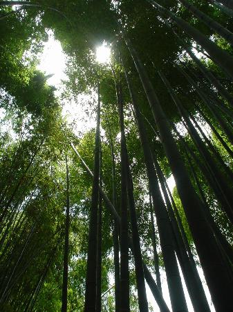 トリップアドバイザー提供