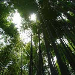 トリップアドバイザー提供