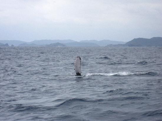 トリップアドバイザー提供