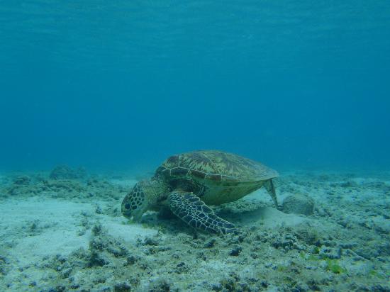 トリップアドバイザー提供